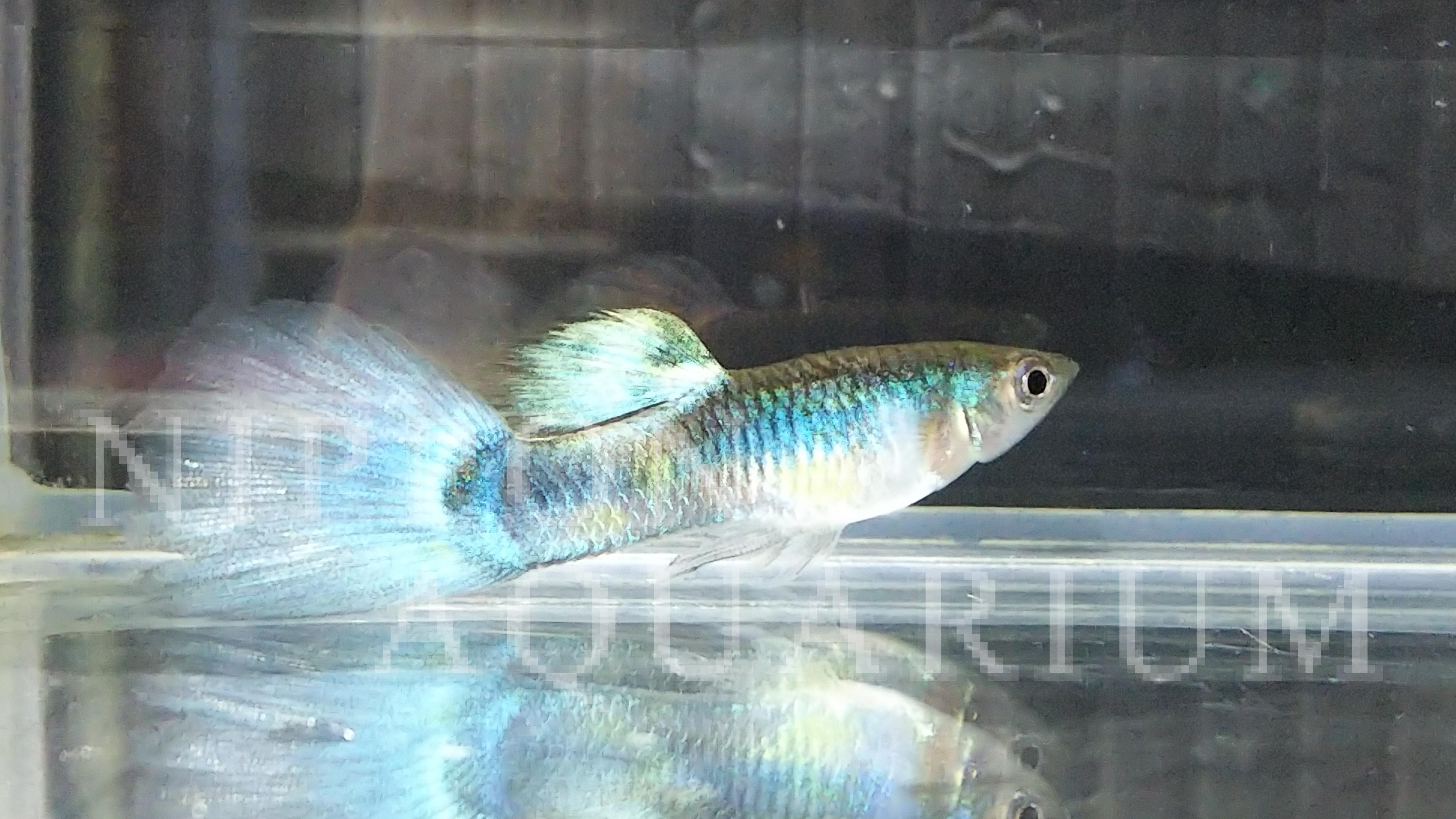 ダイヤモンドグッピー 繁殖 産卵 熱帯魚図鑑 熱帯魚の飼育 混泳 繁殖 病気など