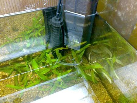 やっと ヒーターがセットできました 熱帯魚と水草を楽しむブログ