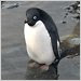 Adélie penguins struggle to save eggs submerged by snowmelt.
