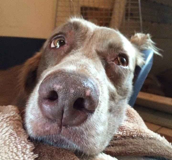 ワイマラナー姉弟のブログ Weimaraner 犬とマムシ