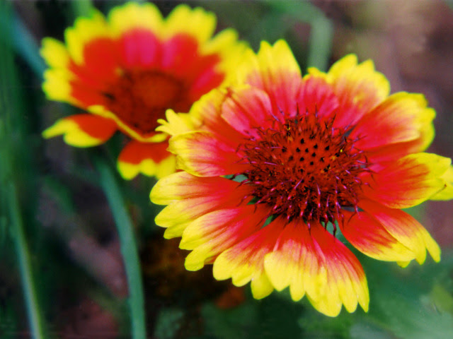 夏の花の写真 夏の花の写真を著作権フリーで公開しています