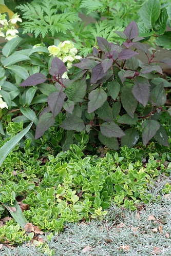 Ageratum corymbosa