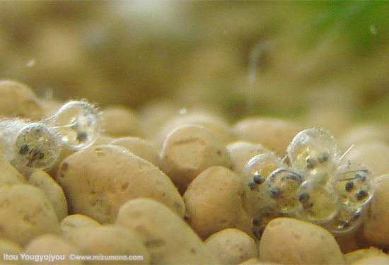 第12回 金魚の産卵について 金魚のイロハ 熱帯魚のことなら みずものコム
