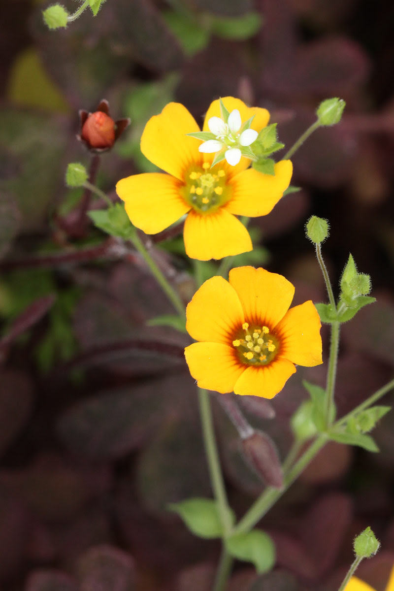 お花の写真集 アカカタバミ 赤片喰