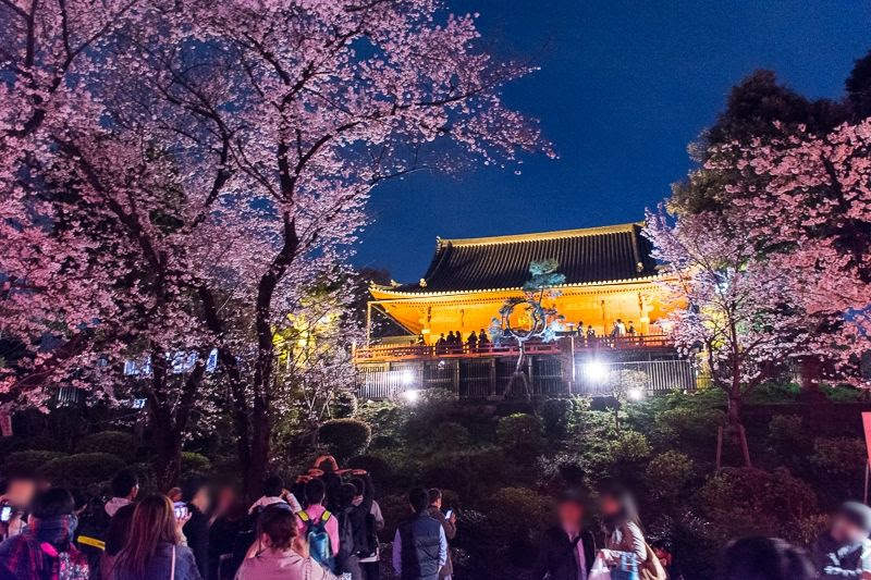 日本三大夜桜名所 上野公園の桜ライトアップは花見に絶対おすすめ 東京都 トラベルjp 旅行ガイド
