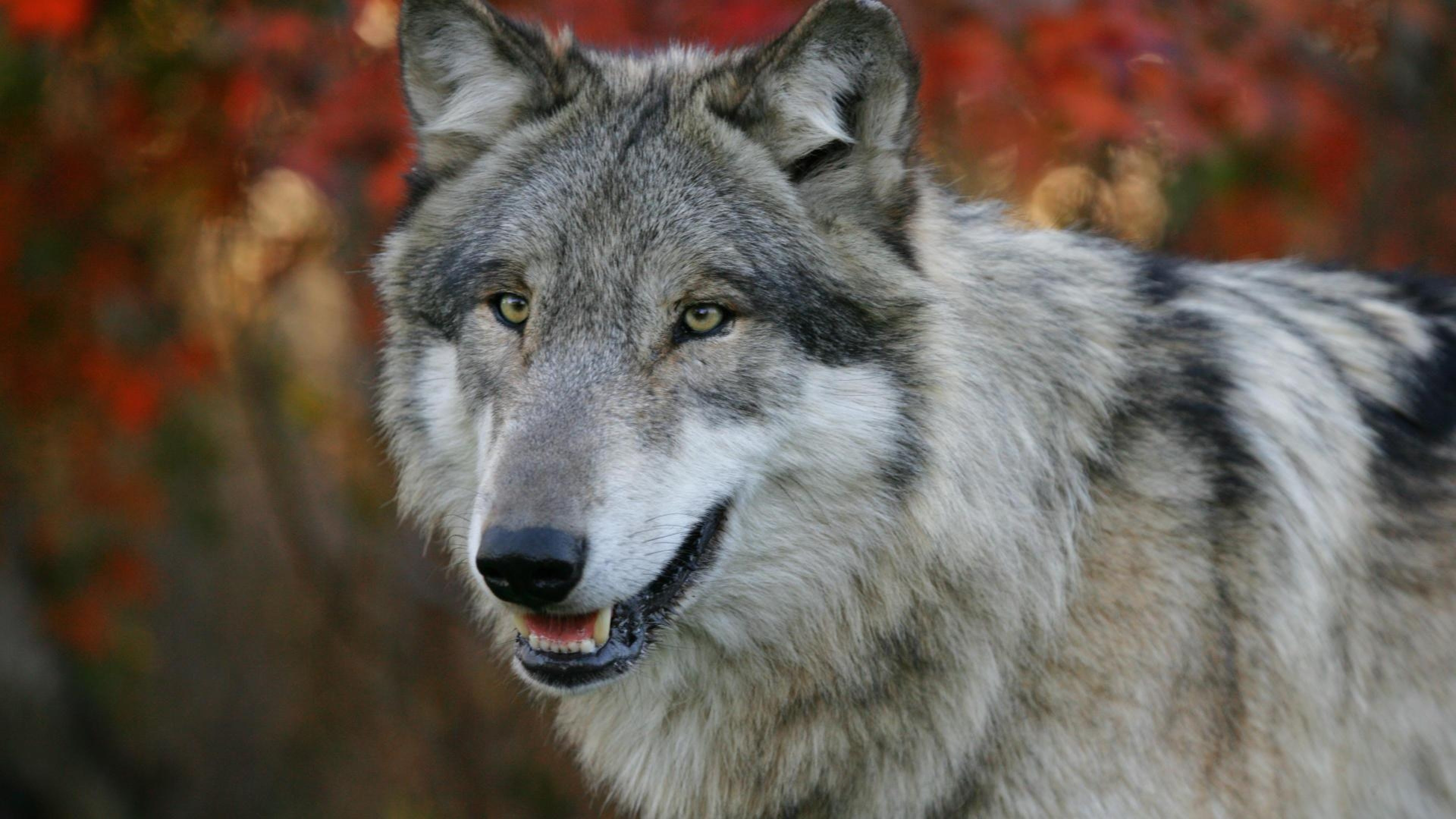 4K Wolf Wallpaper (43+ images)