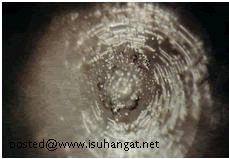 isuhangat