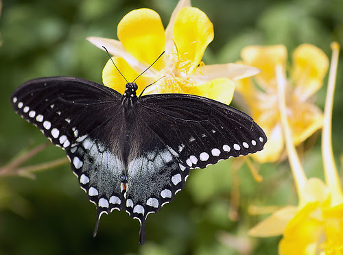 Pipevine Swallowtail