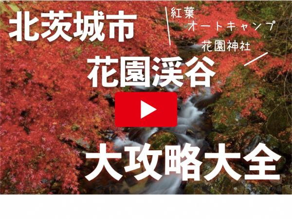 花園神社 シャクナゲ 北茨城市観光協会公式ホームページ