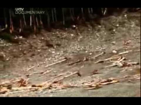 23+ Aftermath Lituya Bay Tsunami Background