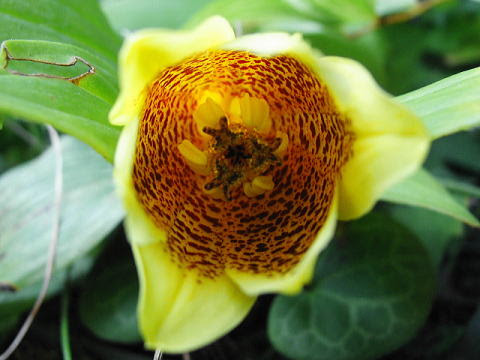 キイジョウロウホトトギス