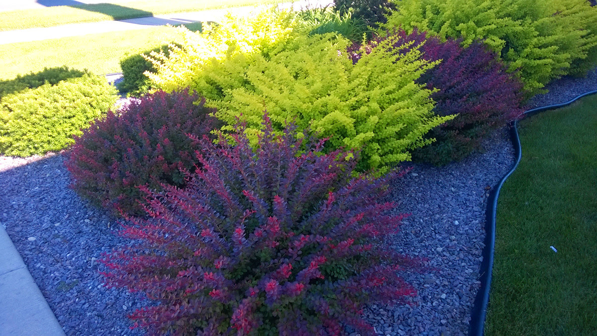 outdoor garden layout ideas