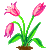 Tulpe