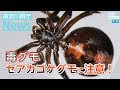 いろいろ 毒持ってる 蜘蛛 232483