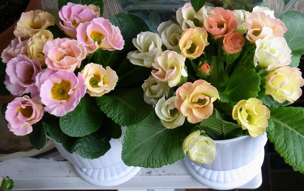 すべての花の画像 Hd限定プリムラ ジュリアン 花