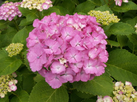 ウソの花