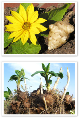 菊芋について 日本糖尿食研株式会社