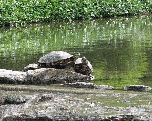 Turtles Sunning