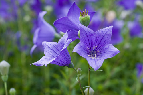 キキョウの英語での花言葉や怖い意味について 植物navi