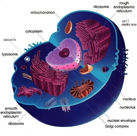 animal cell coloring answers