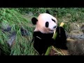 動物 食事 314373