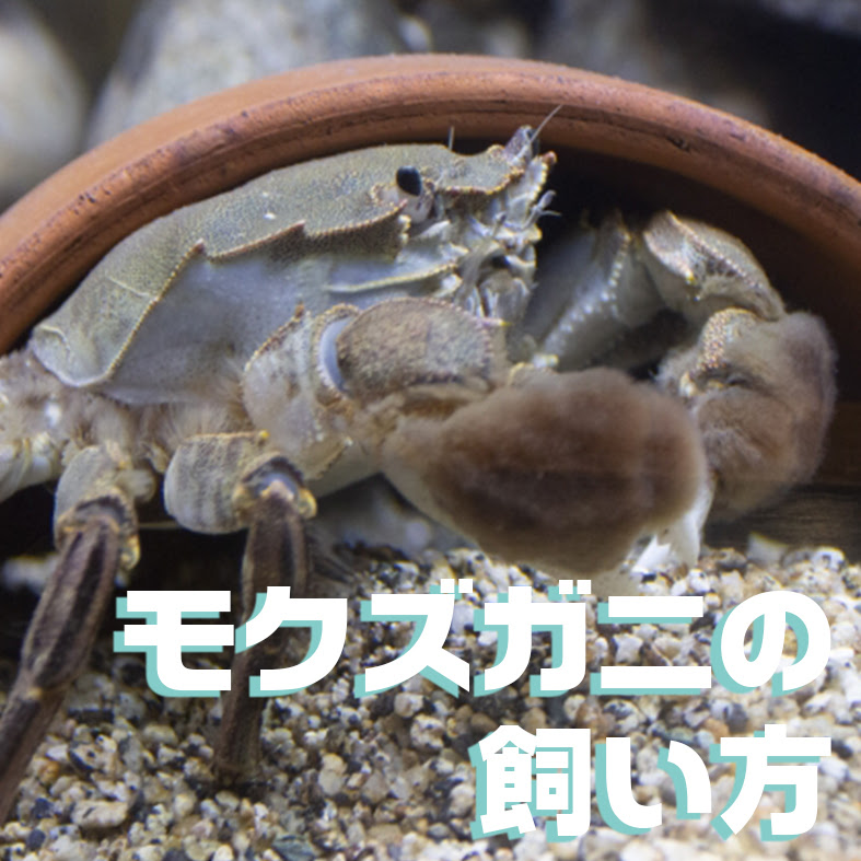 モクズガニ飼育初めての人必見 初心者が知っておきたい基本知識まとめ