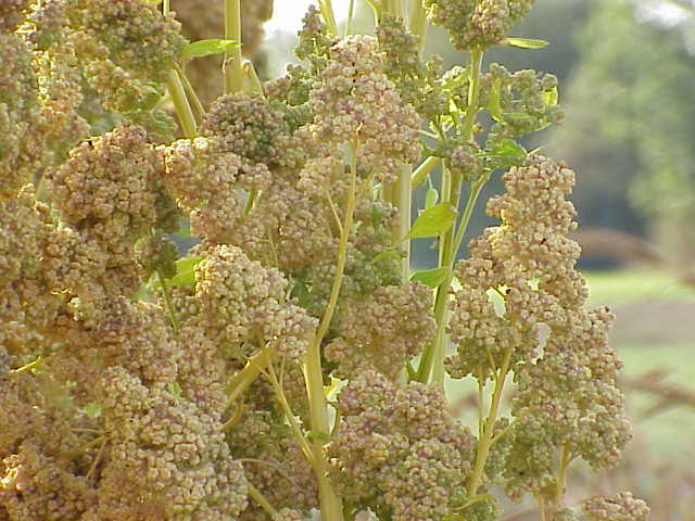 ファイル:Chenopodium quinoa0.jpg