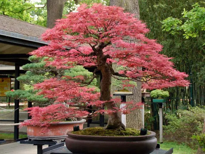 22 Best Trees For Bonsai Best Bonsai Plants Balcony 