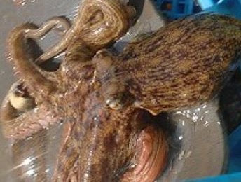 美味しいタコの見分け方ってあるの
