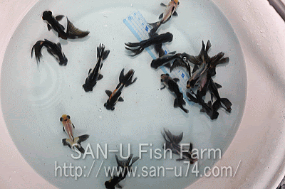 三卯養魚場 金魚 らんちゅう飼育器具販売