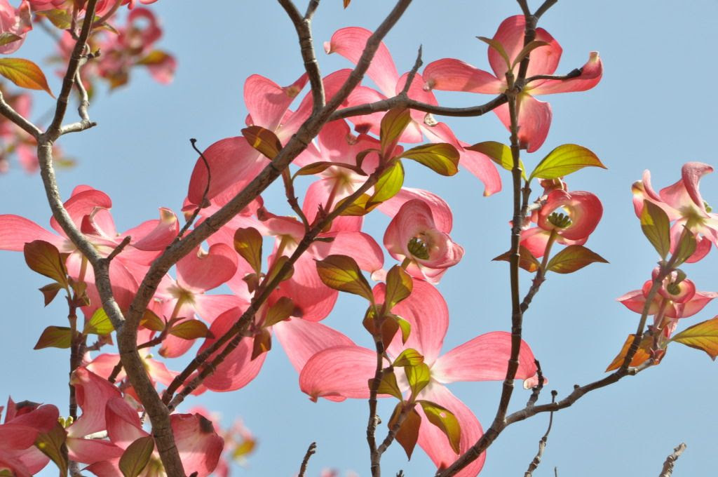 花水木 大花四照花 Joe的部落格圖話 痞客邦