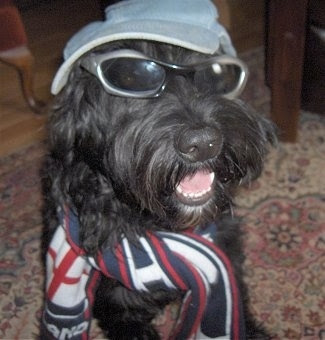 Portuguese Water Dog Funny Dog