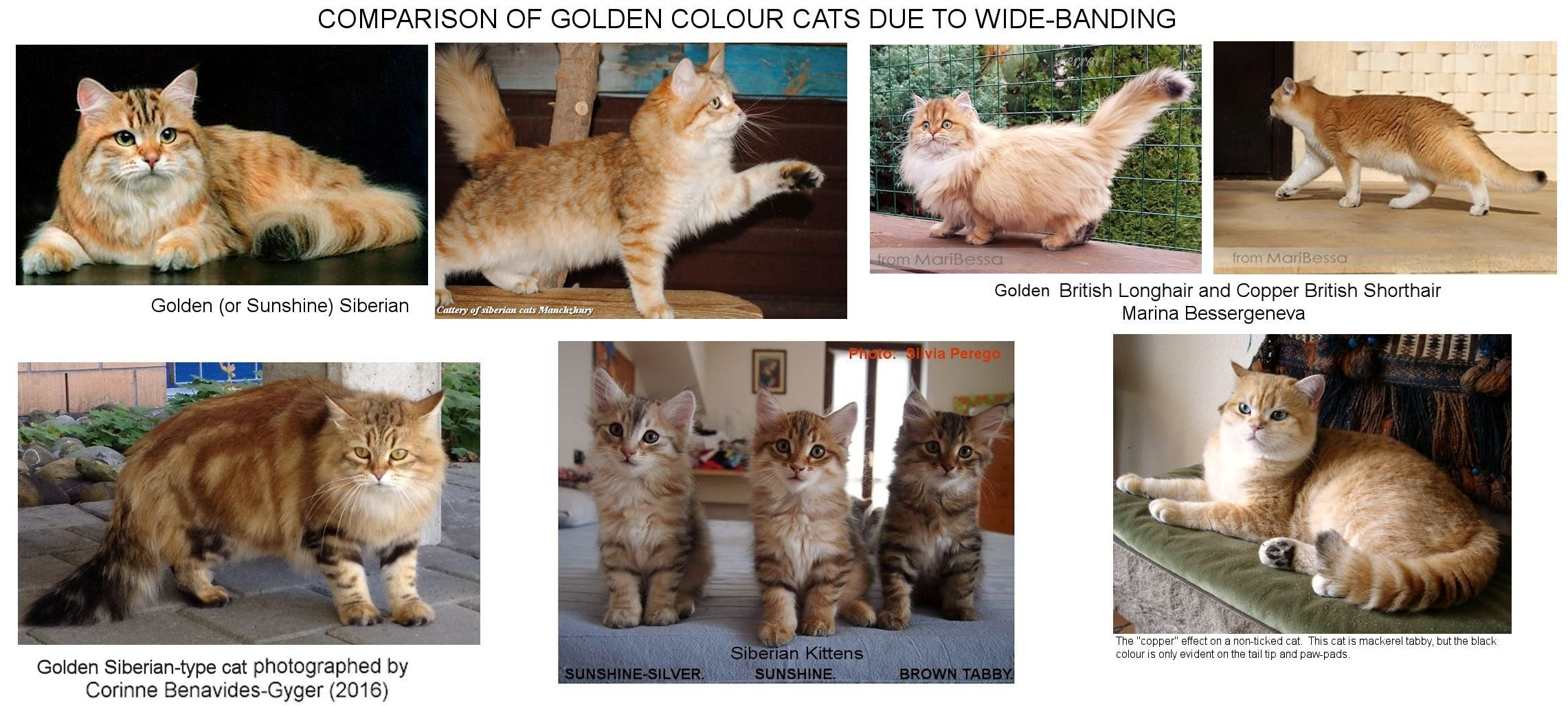 25 Best Photos Golden Tabby Cat Names / Magical Cat Names For Your Mystical Feline Lovetoknow