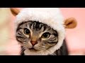 Cute Cats wearing Clothes #60