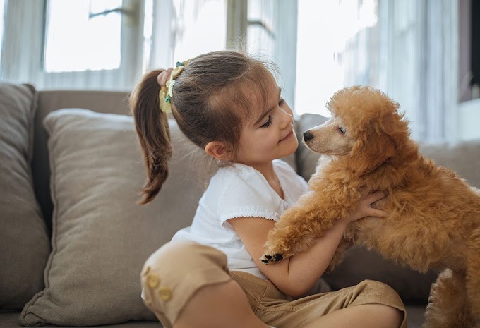 38+ Dogs Make Good Pets