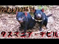 [ベスト] かわいい タスマ��ア デビル 246710-かわいい ���スマニア デビル
