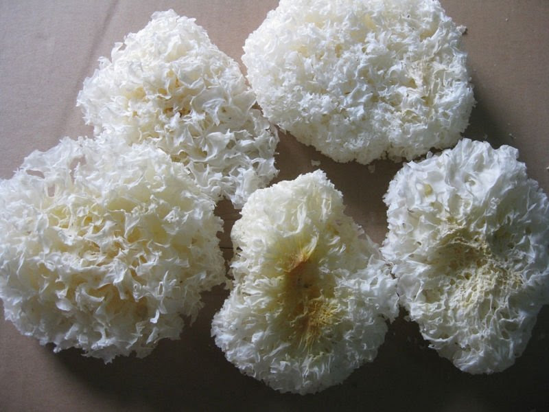dried edible white fungus products,China dried edible ...