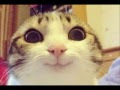 癒し 壁紙 pc 猫 540671