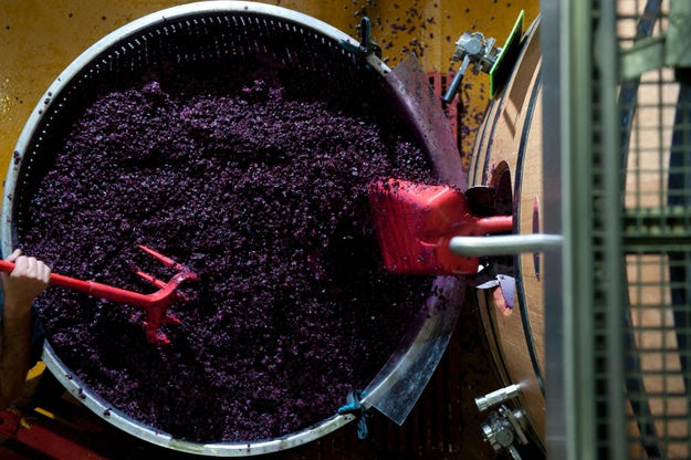 All grape juice (red and white) is actually clear.