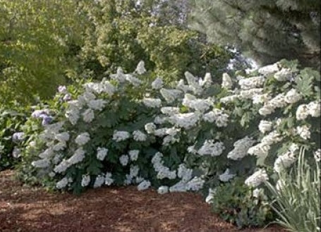 Hydrangea quercifolia `Alice`