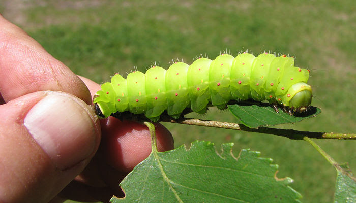 A Guide To Giant Silk Moths