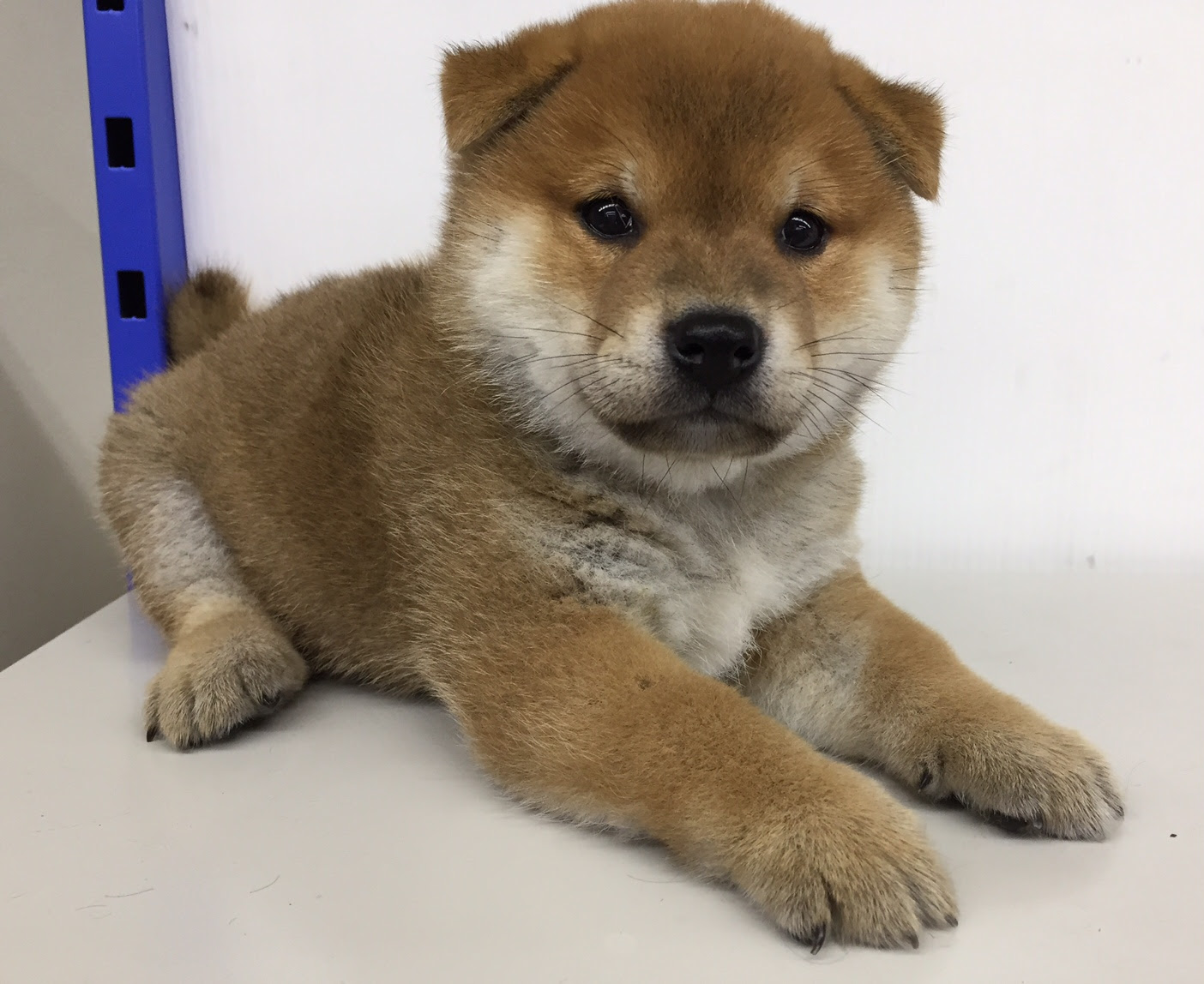 柴犬の赤ちゃん 山梨県甲府市のペットショップ ペットホテル トリミング キャンディーハウス