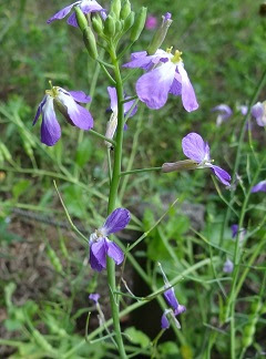 趣味の花図鑑 ハマダイコン