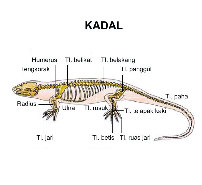Anatomi Rangka Vertebrata ~ DETIK BIOLOGI