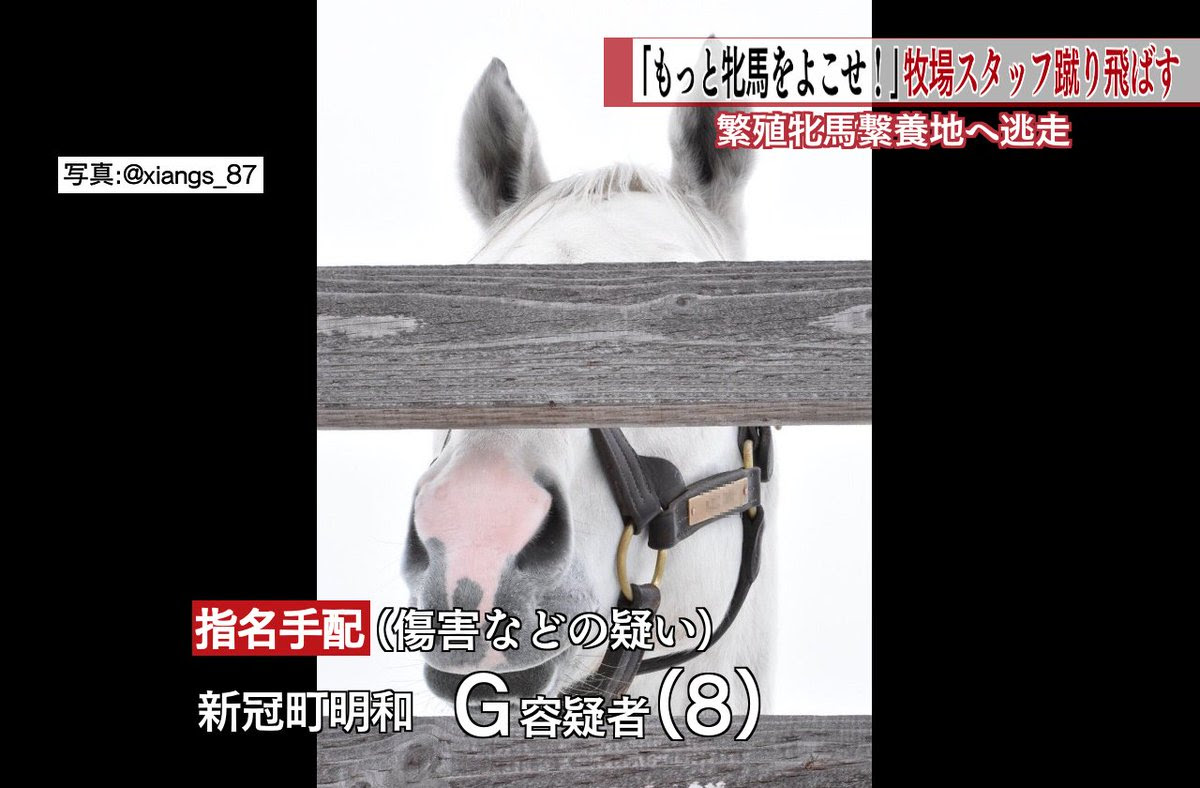 画像 ゴールドシップさん ついに二足歩行習得ｗｗｗｗｗｗｗｗ マチカネフクキタレ