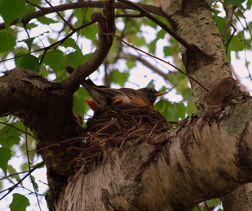 Robin1