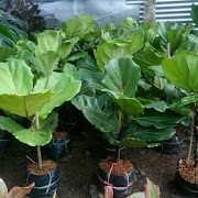 11+ Tanaman Indoor Ketapang Biola