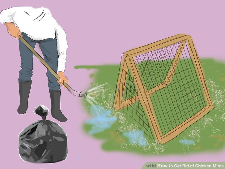 Get Rid of Chicken Mites Step 24.jpg