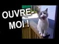 [Téléchargement Gratuit! √] chat enfermé dehors 248907-Enfermé dehors chat metz