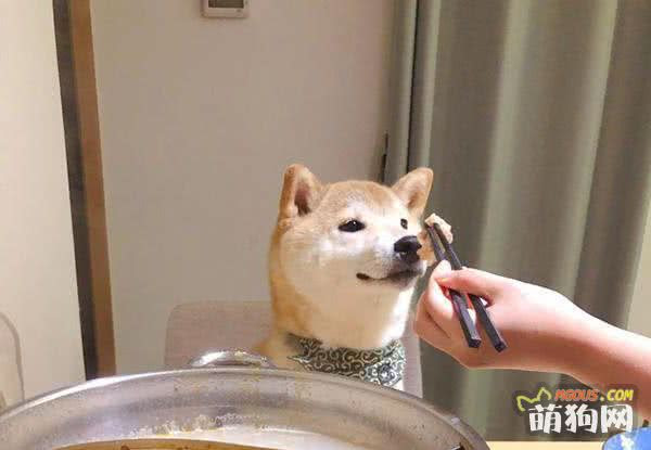 主人吃火锅时用清水给柴犬涮了片肉 隔着屏幕都能感觉到它很满足 宠星人物语 萌狗网